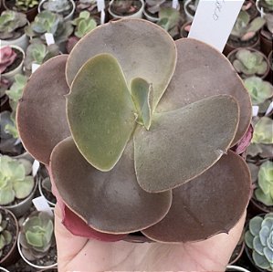 E. GIBB. COCO (IMPORTADA) POTE 9