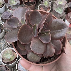E. GIBB. MAHOGANY ROSE CRISTATA POTE 9