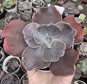 E. GIBB. VISTA (CARÚNCULAS) POTE 9