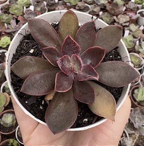 E. GIBB. HANAIKADA POTE 9