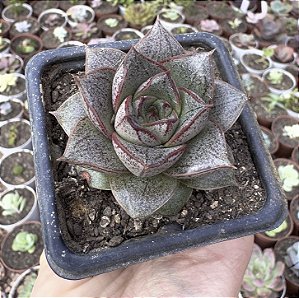 E. DIONYSOS POTE 7