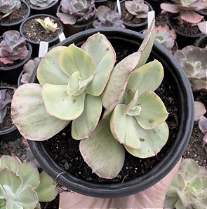 E. ROSE ROCK VARIEGATA POTE 11