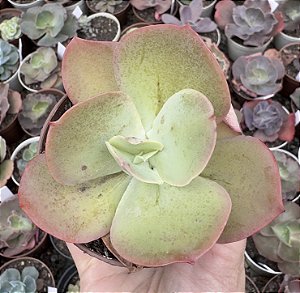E. GIBB. LEMON ROSE (CARÚNCULAS) POTE 9
