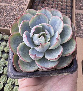 E. AMISTAR POTE 7
