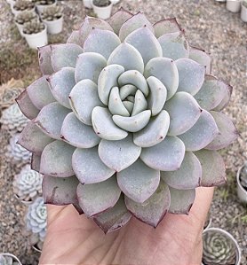 E. WITTE POTE 9