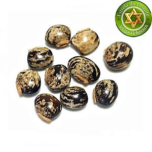 Fava Cigana