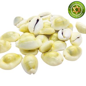 Búzio Buzios Gema Pequeno Fechado Peso 50g