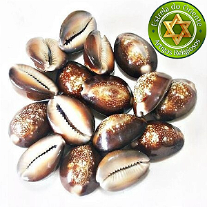 Búzio Buzios Africano Fechado Peso 50g