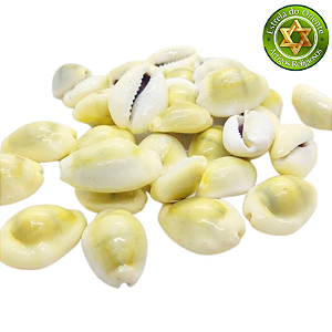 Búzio Buzios Gema Grande Fechado Peso 50g