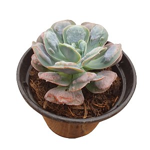 Echeveria Gibbiflora Hearts Delight