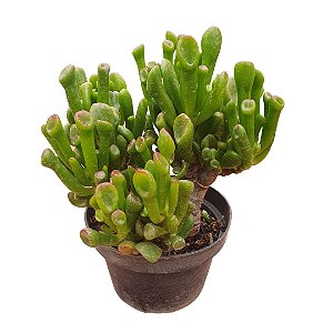 Crassula Ovata Golum (orelha de Shrek)