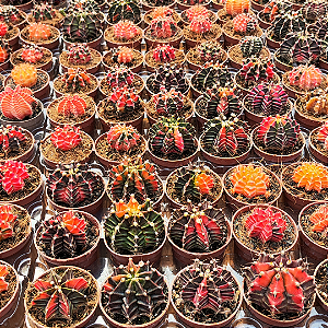 5 un. Gymnocalycium mihanovichii variegata - Pote 6
