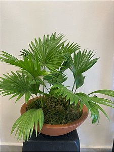 Vaso Terracota Licuala