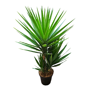 Planta Yuca Permanente