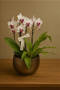 VASO BRETAGNE OURO ORQUIDEA E ASPLENIUS