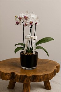 Arranjo Com Mini Orquídea Natural