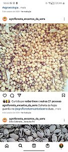 Sementes de Feijão Guandu