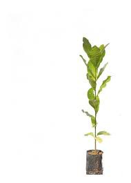 Mudas de Caju EMBRAPA 51 Anão Precoce (100 unidades) obs.  Imagem ilustrativa.