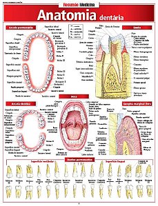 ANATOMIA DENTÁRIA
