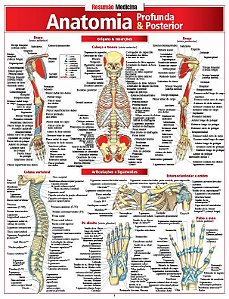 ANATOMIA PROFUNDA E POSTERIOR