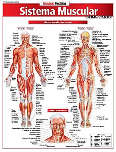 SISTEMA MUSCULAR AVANÇADO