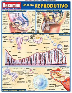 SISTEMA REPRODUTIVO