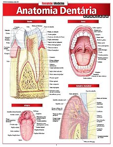 ANATOMIA DENTÁRIA AVANÇADA