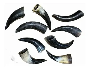 Chifre de Boi- Polido- O par