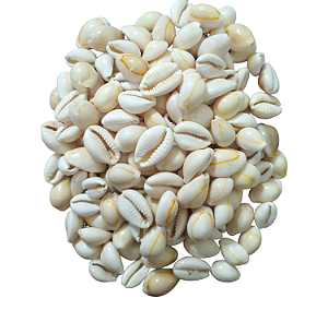 Búzios Comum - Fechado / Und