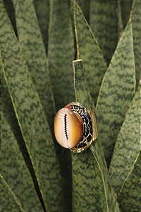 Anel de Búzios - Regulavel