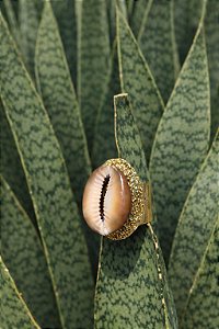 Anel de Búzios - Regulavel