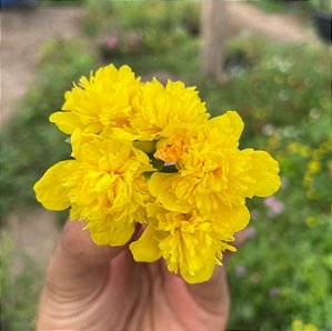 Mudas de 11 horas pom pom portulaca