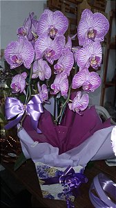 Orquídea phalaenopsis grande cascata com arranjo