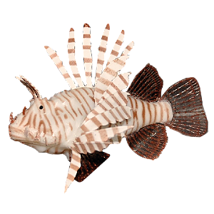 ENFEITE DE SILICONE SOMA JELLY LIONFISH