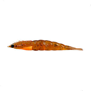 MATADEIRA ISCA ARTIFICIAL NEW CAMARÃO ROBALEIRO 4,8CM COR25
