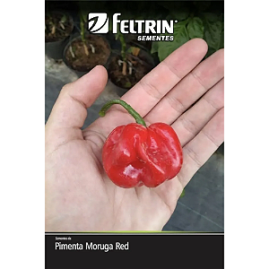 FELTRIN SEMENTE PIMENTA MORUGA RED 400MG 1PCT