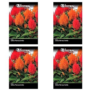 KIT 4 UN FELTRIN SEMENTE CELOSIA PLUMOSA SORTIDA 400MG