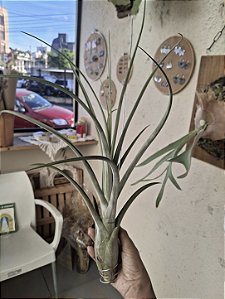 Tillandsia Draconic