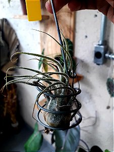 Tillandsia Pruinosa