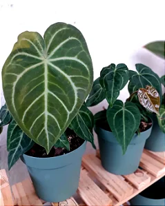 Anthurium regale x magnificum