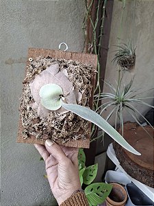 Platycerium Veichii Auburn River