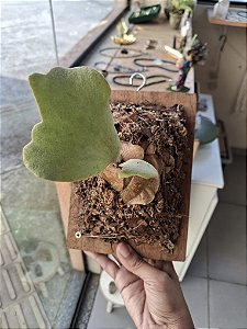 Platycerium Willinckii GE