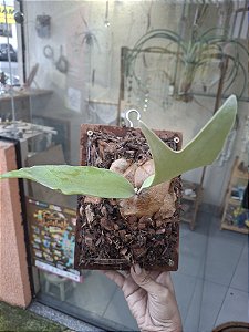 Platycerium Willinckii Baileyi