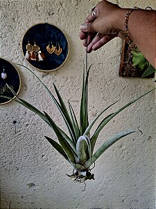 Tillandsia Gold Maya