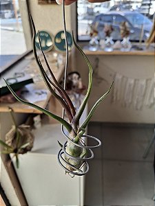 Tillandsia Bulbosa