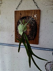 Platycerium Veitchii Lemoinei Adulto