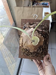 Platycerium Willinckii Phayton