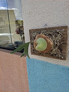 Platycerium Alcicorne África