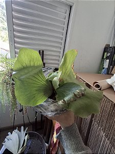 Platycerium Elephantotis