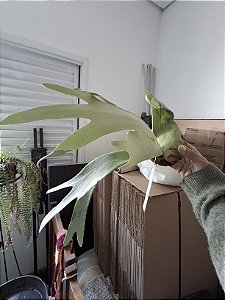 Platycerium Willinckii GE